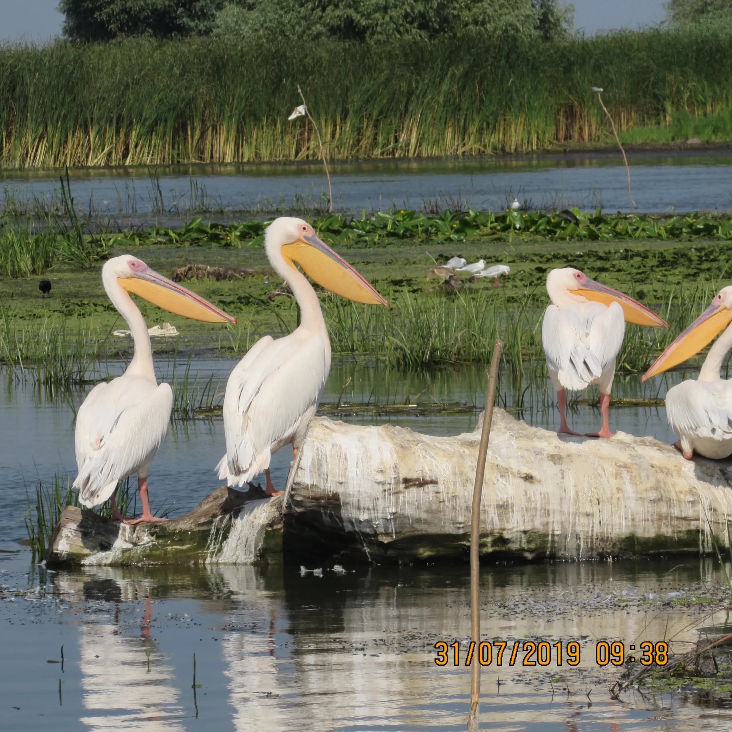 Pelicani pe lac în Delta Dunării, România.