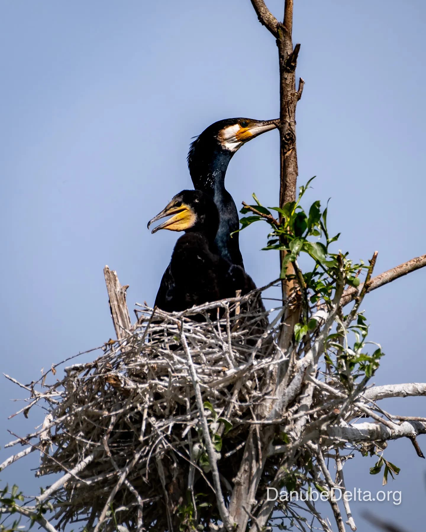 Excursia de 3 zile în Delta Dunării – Ambarcațiuni lente (Catamaran)
