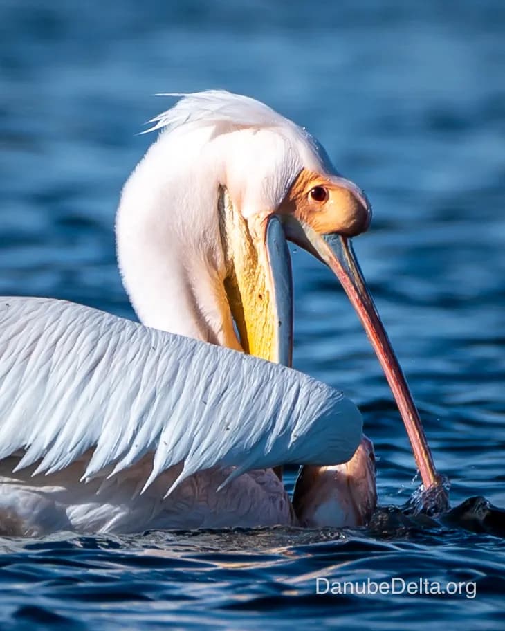 Excursia de 3 zile în Delta Dunării – Ambarcațiuni lente (Catamaran)