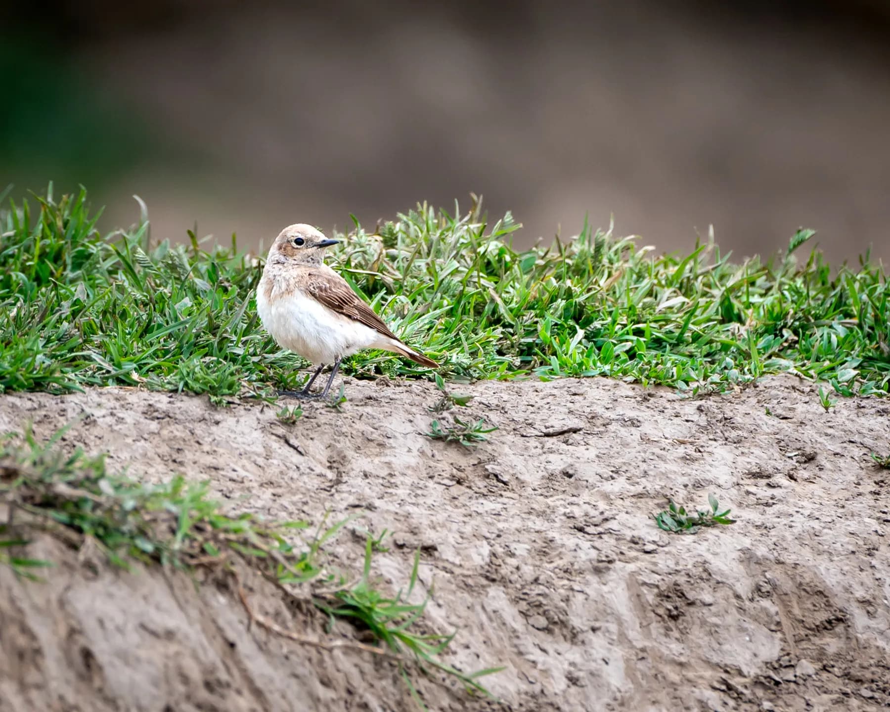 Oenanthe pleschanka
