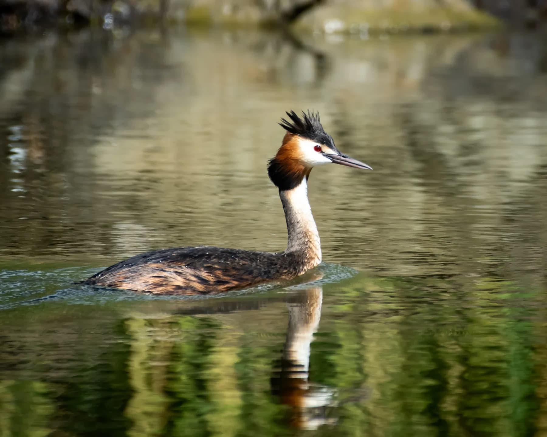 Podiceps cristatus
