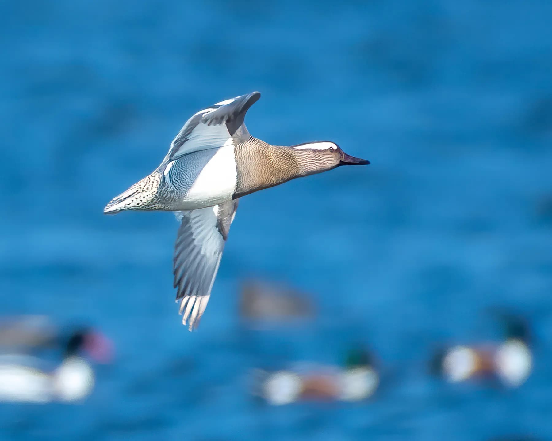 Rață în zbor deasupra apei albastre
