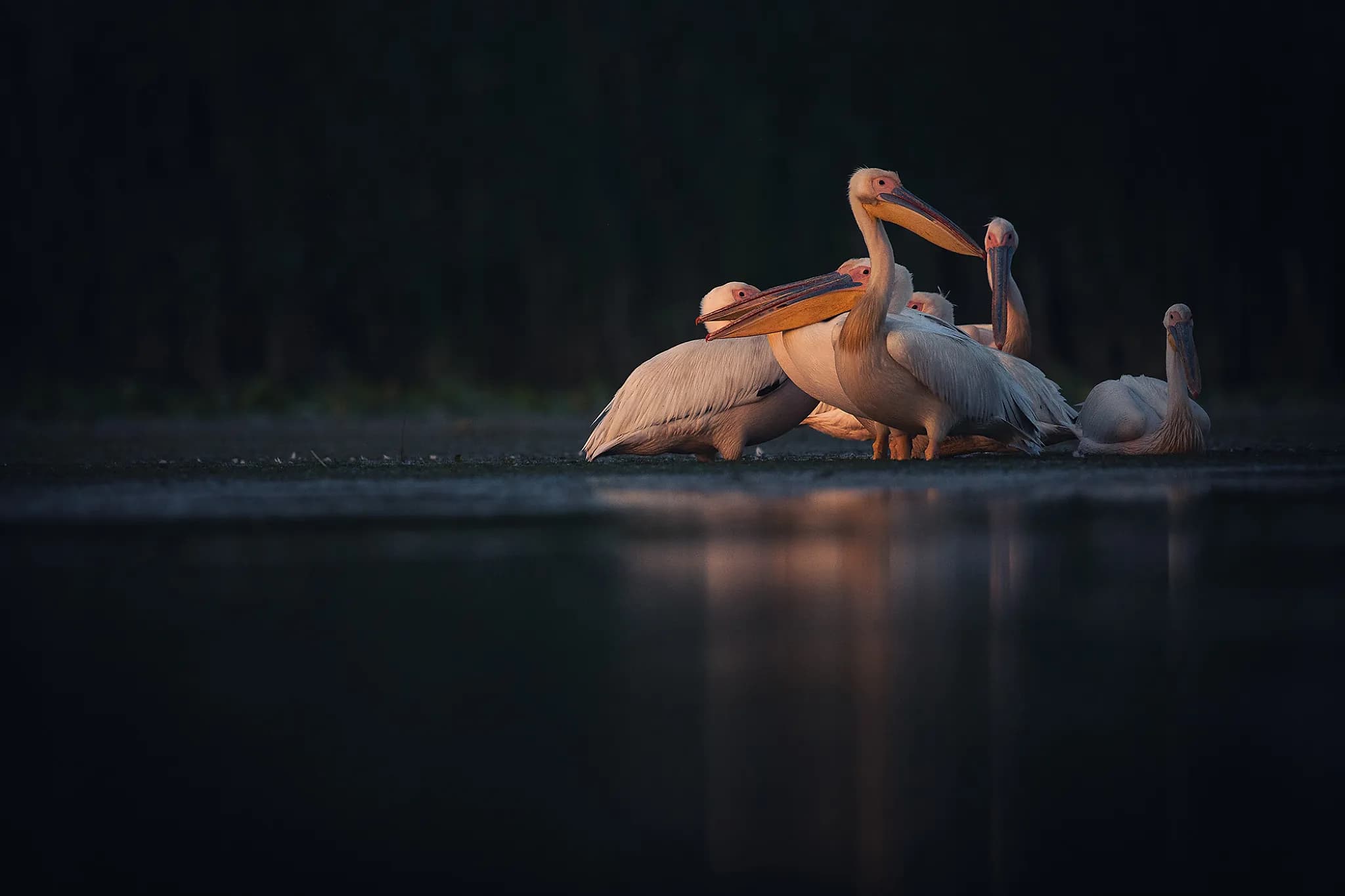 great white pelicans blue hour danube delta