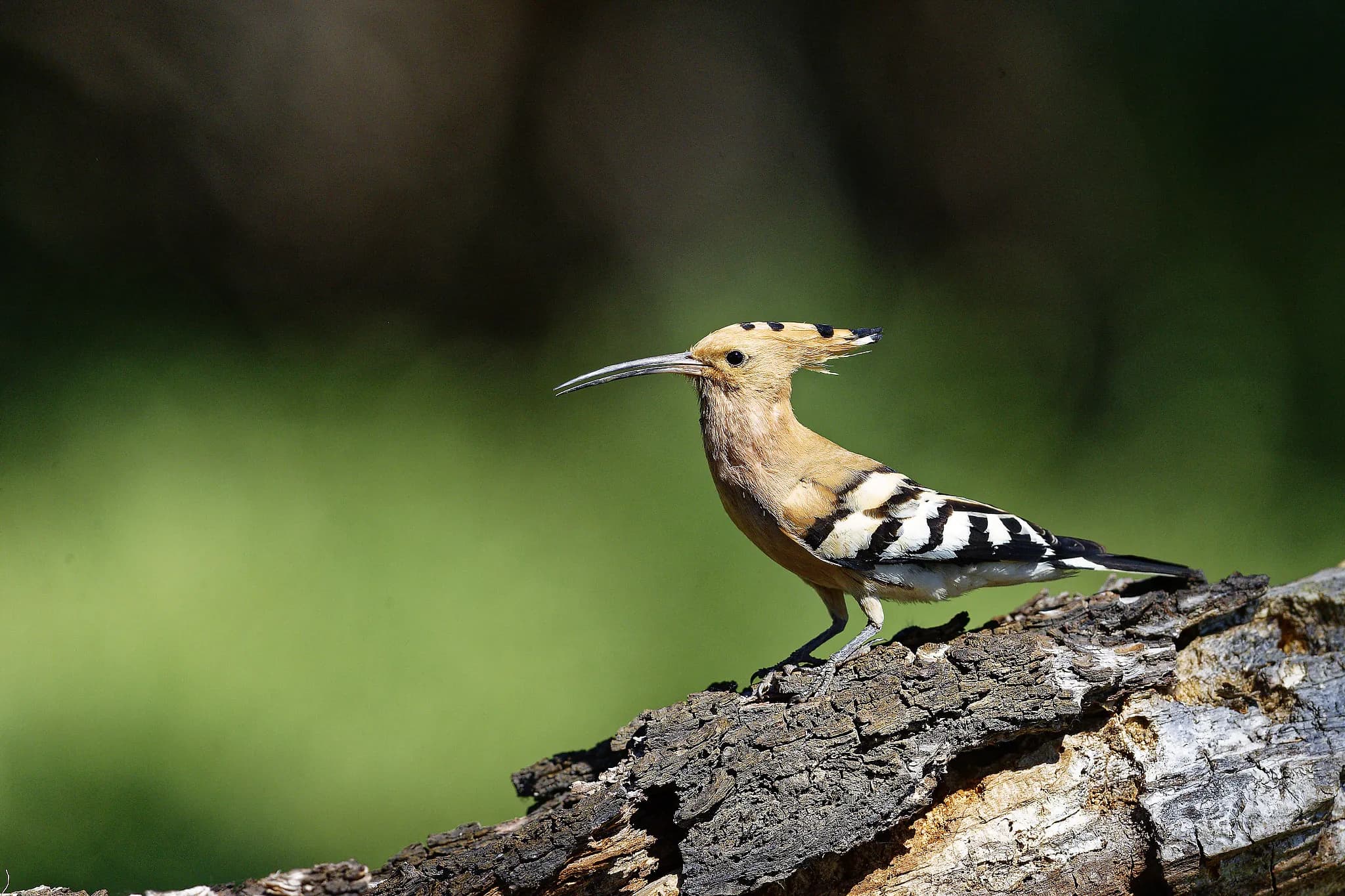 hoopoe upupa epops danube delta romania