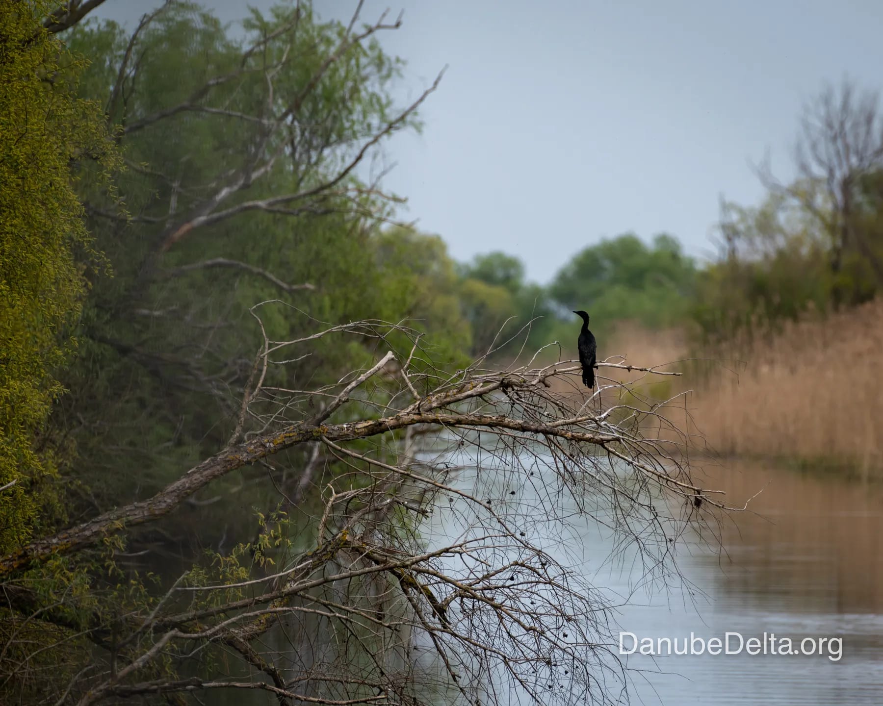 Vătafu – Lunguleţ