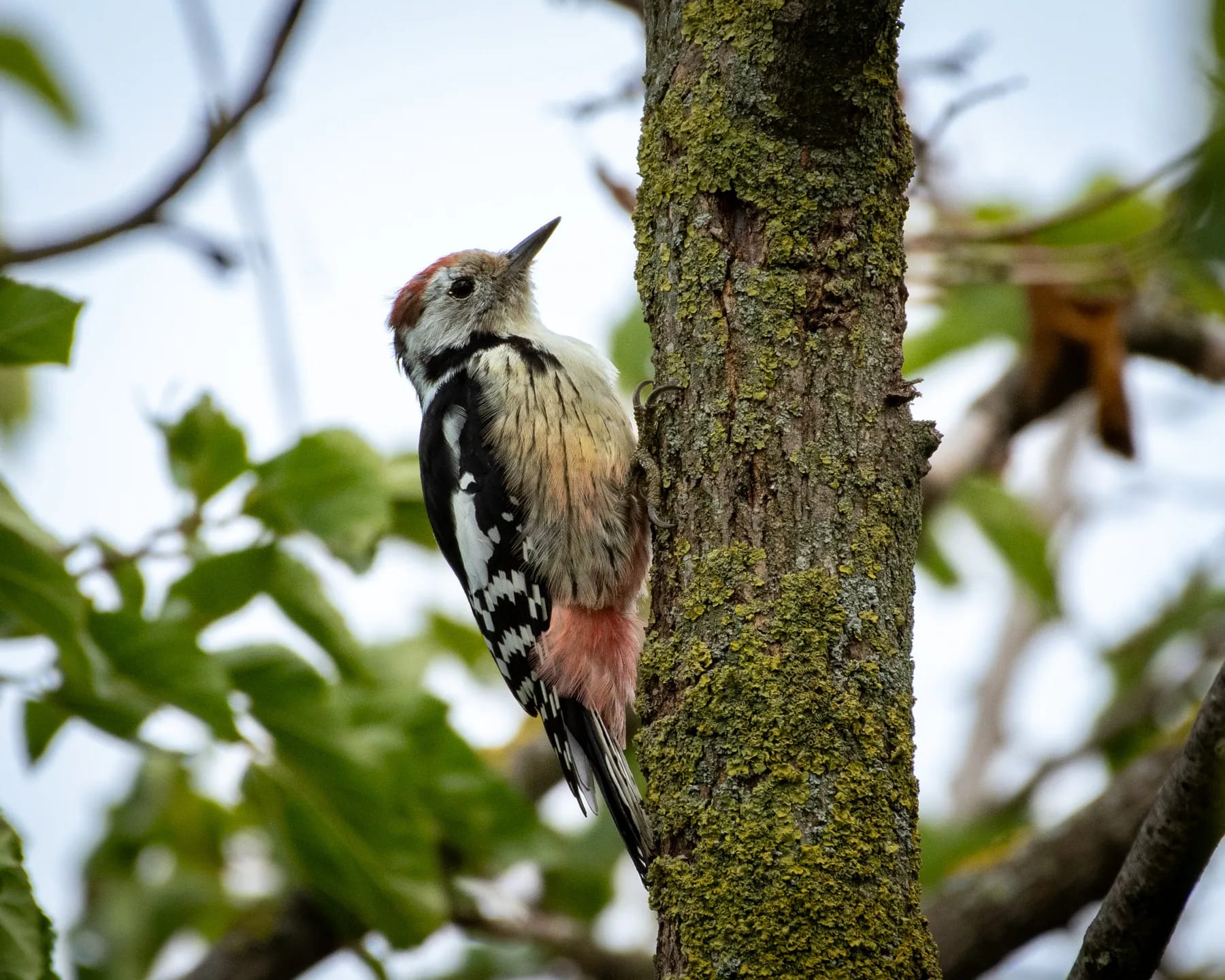 Ciocănitoarea de stejar