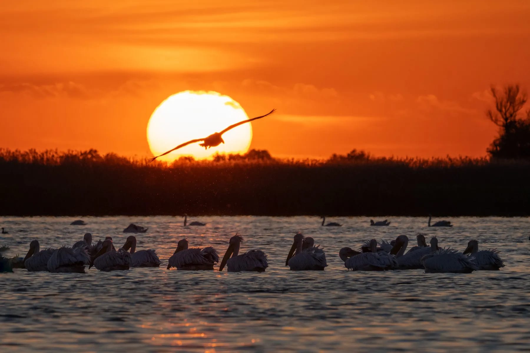 Zone strict protejate din Delta Dunării