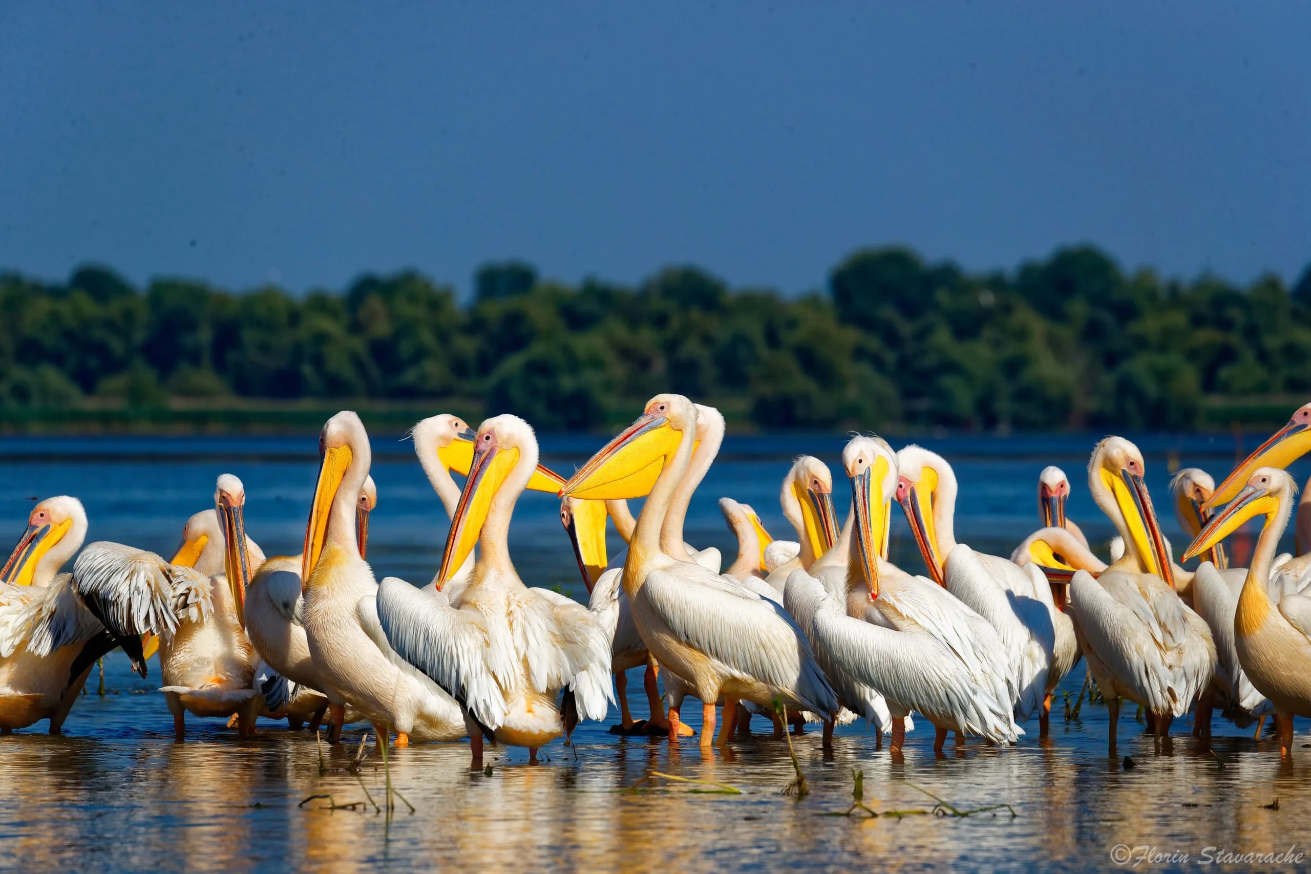 Delta Dunării la apus