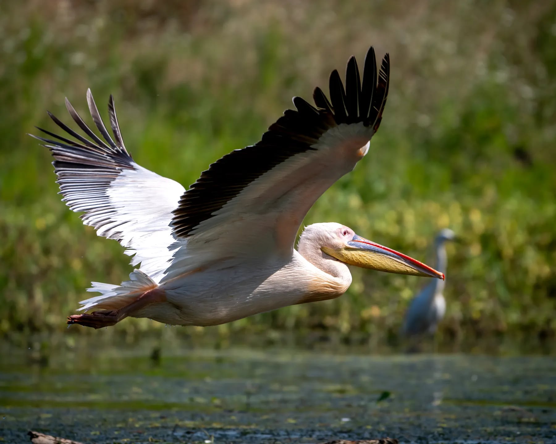 Păsări din Delta Dunării