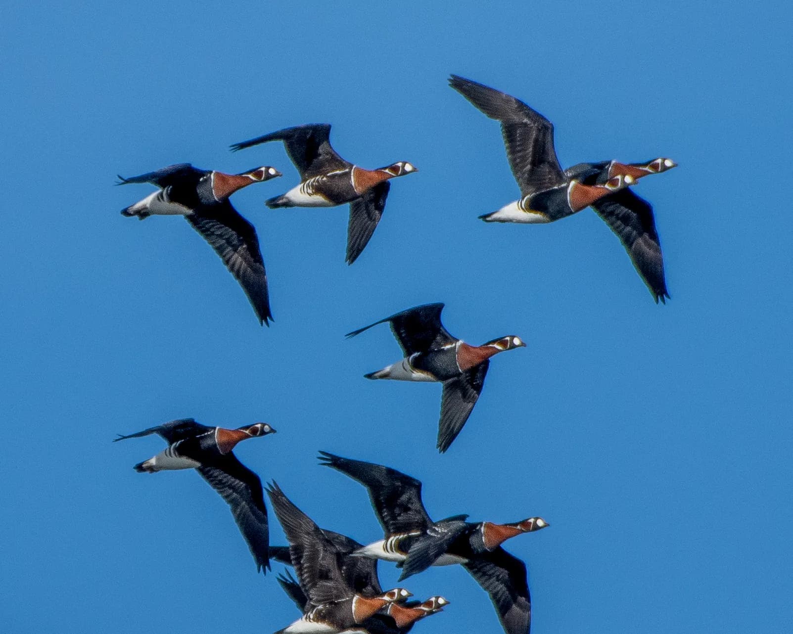 Branta rufficollis