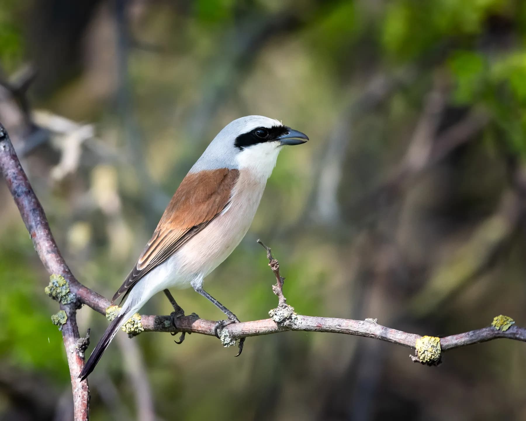 Lanius collurio