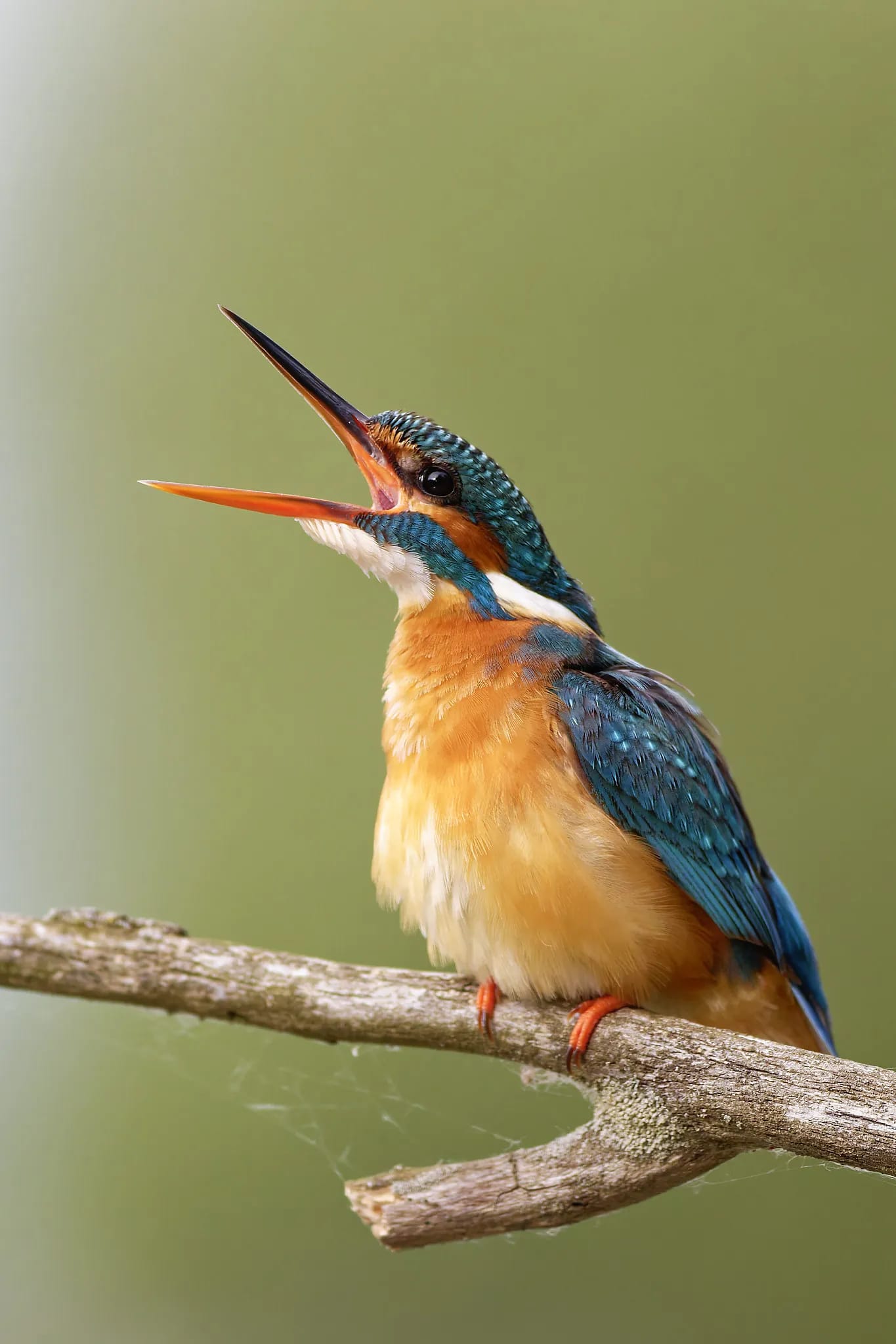 Tură birdwatching în Delta Dunării & Letea (4 zile) | Just Wildlife Tours