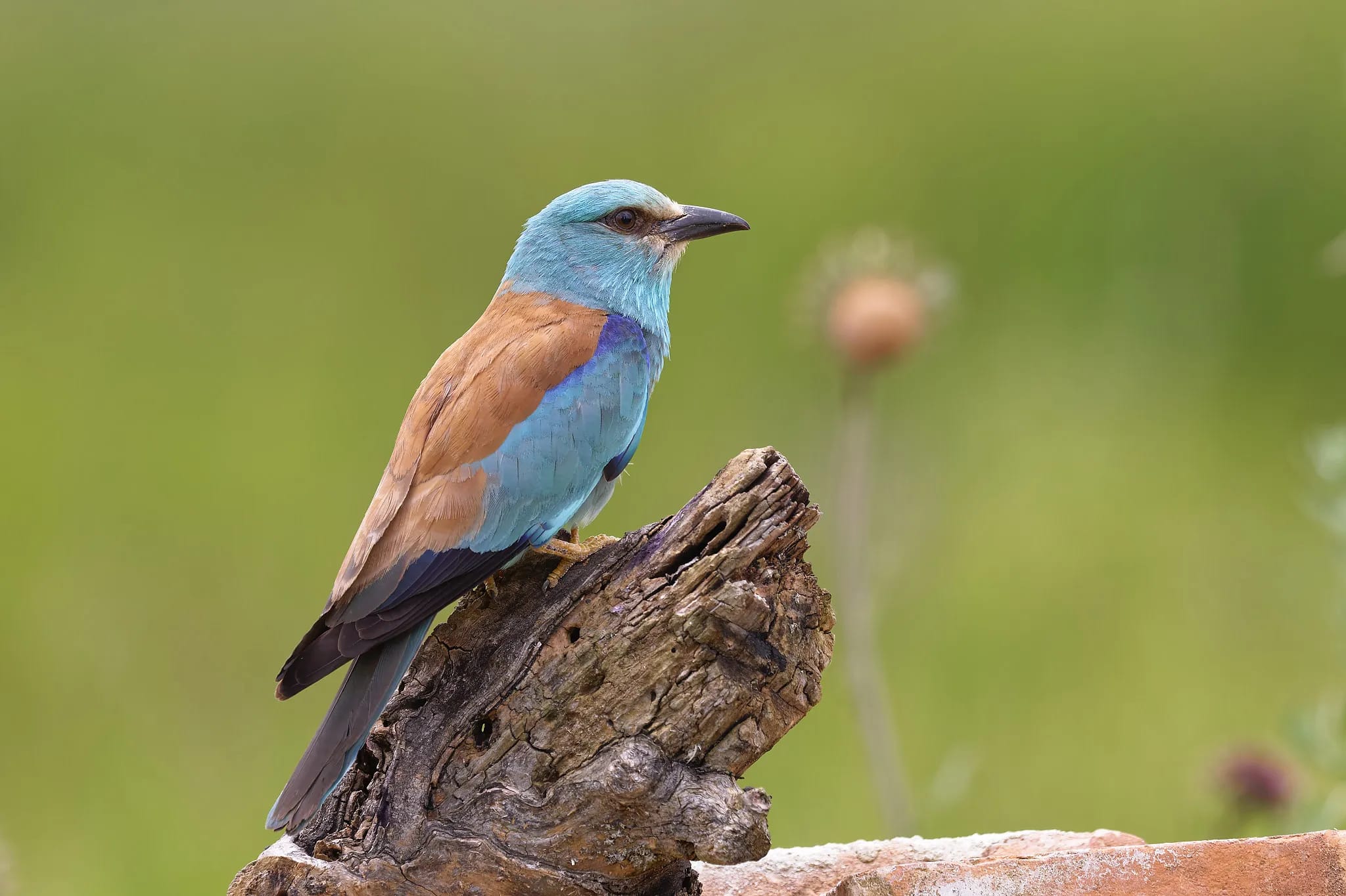 Tură birdwatching în Delta Dunării & Letea (5 zile) | Just Wildlife Tours