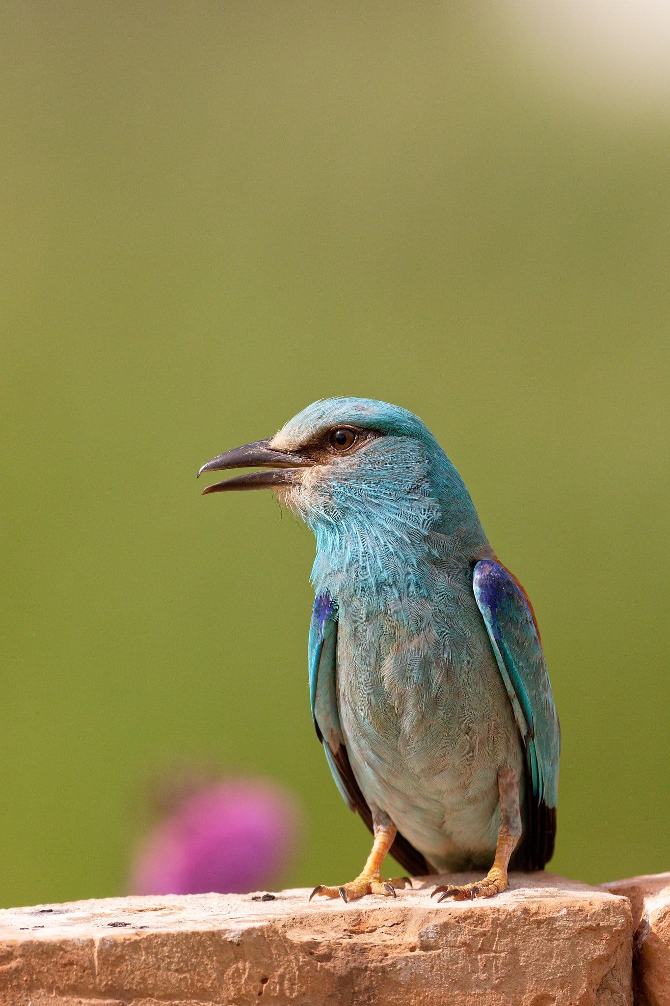 Tur Privat de Birdwatching în Delta Dunării la Pădurea Letea | Just Wildlife Tours