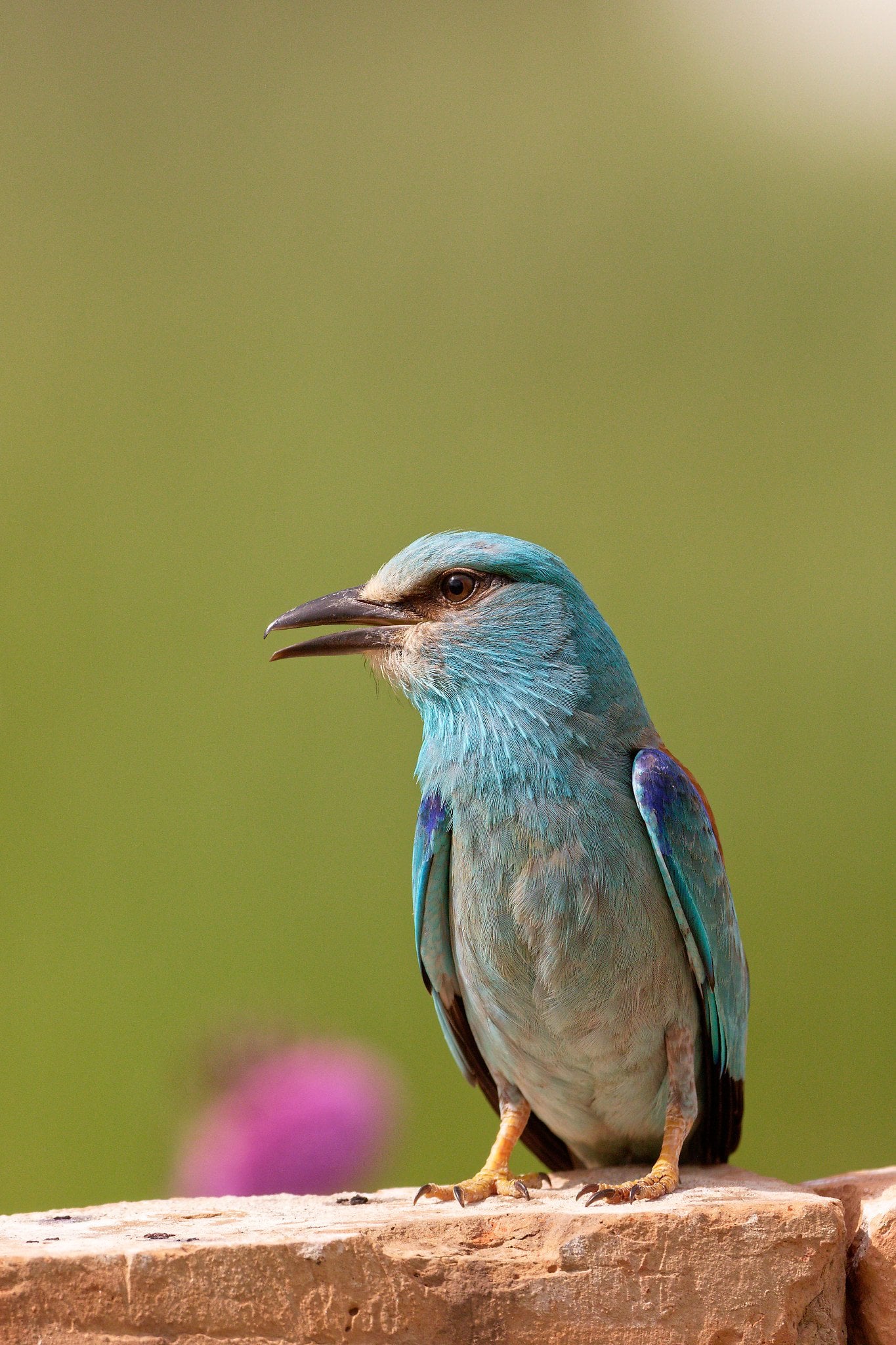 european roller danube delta romania bird photography